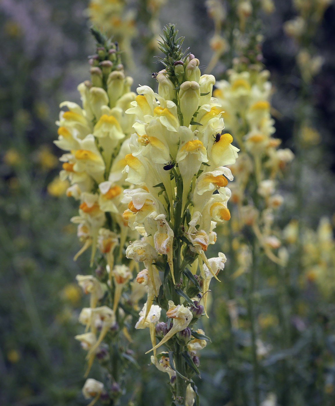 Image of Linaria vulgaris specimen.