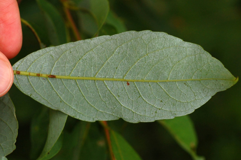 Изображение особи Salix taraikensis.