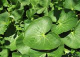 genus Caltha