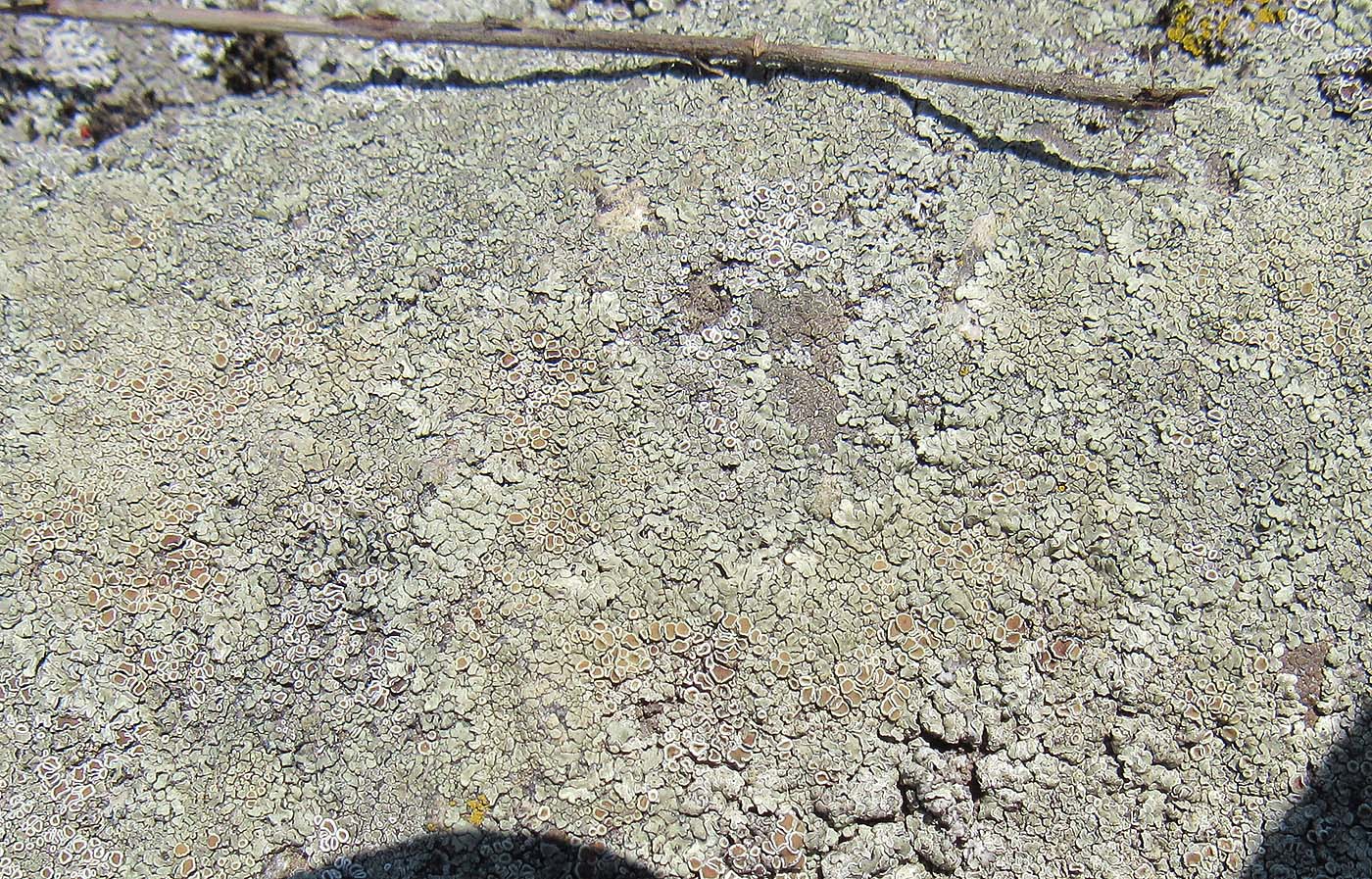 Image of Lecanora muralis specimen.