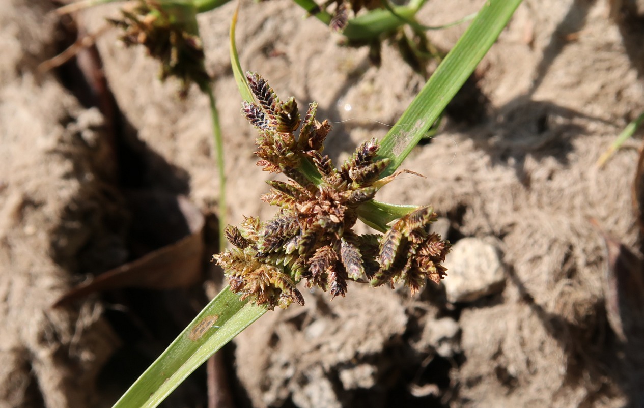 Image of Cyperus fuscus specimen.