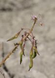 Cleome canescens. Соцветие с цветками и завязавшимися плодами. Крым, Карадагский заповедник, Тумановая балка, глинистые обнажения. 3 октября 2023 г.