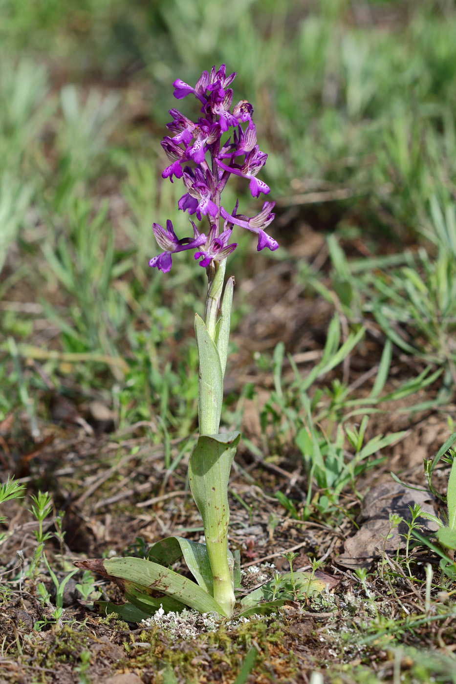 Изображение особи Anacamptis morio ssp. caucasica.