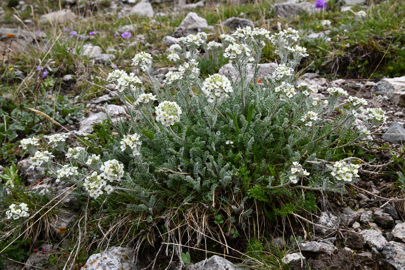Изображение особи Smelowskia calycina.