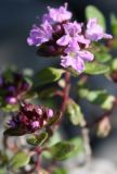 Thymus jenisseensis