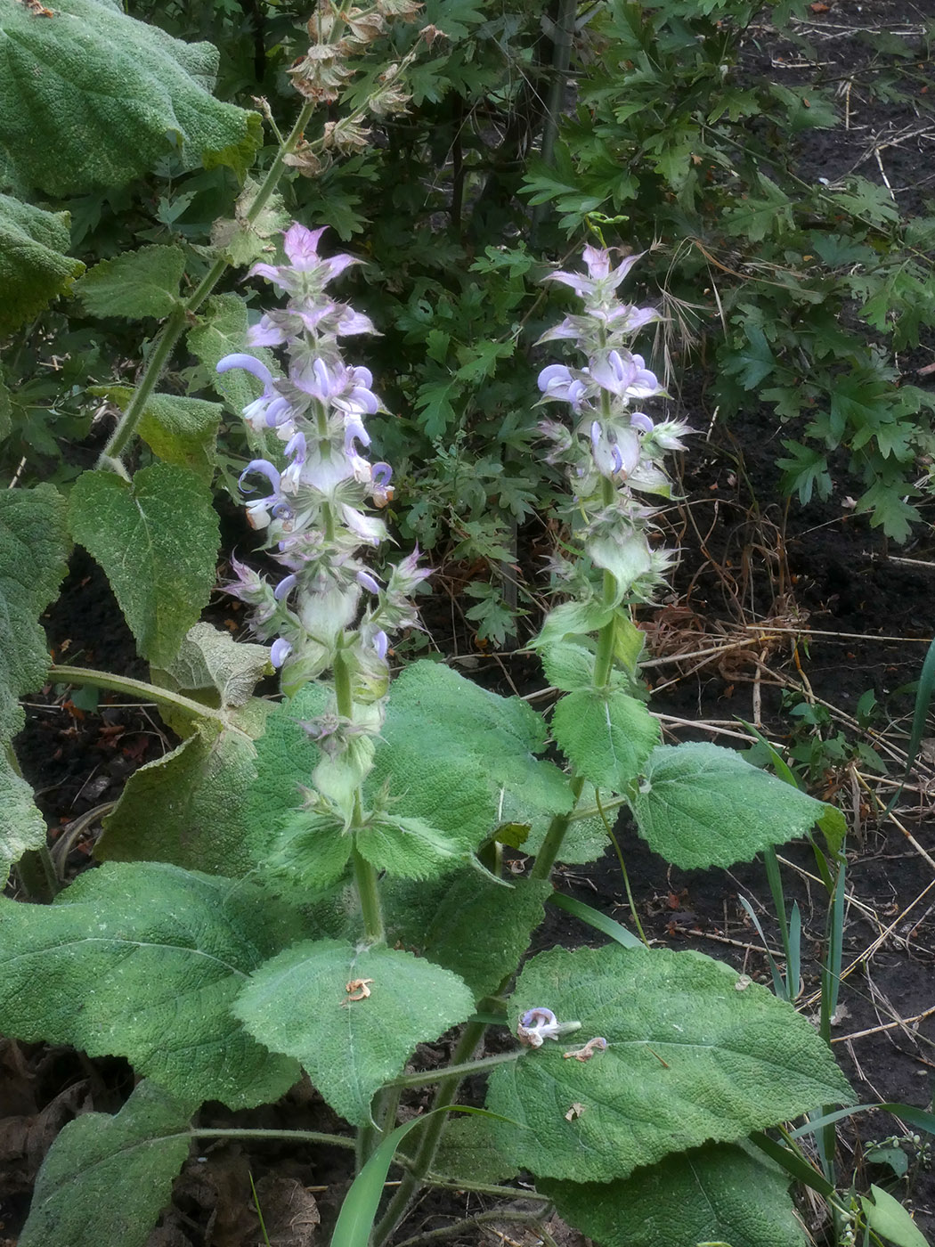 Изображение особи Salvia sclarea.