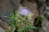 Cirsium obvallatum