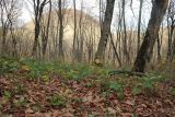 Rubus caucasicus