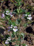 Euphrasia brevipila. Часть цветущего растения. Магаданская обл., окр. г. Магадан, заросший пустырь близ парка \"Маяк\". 04.09.2022.