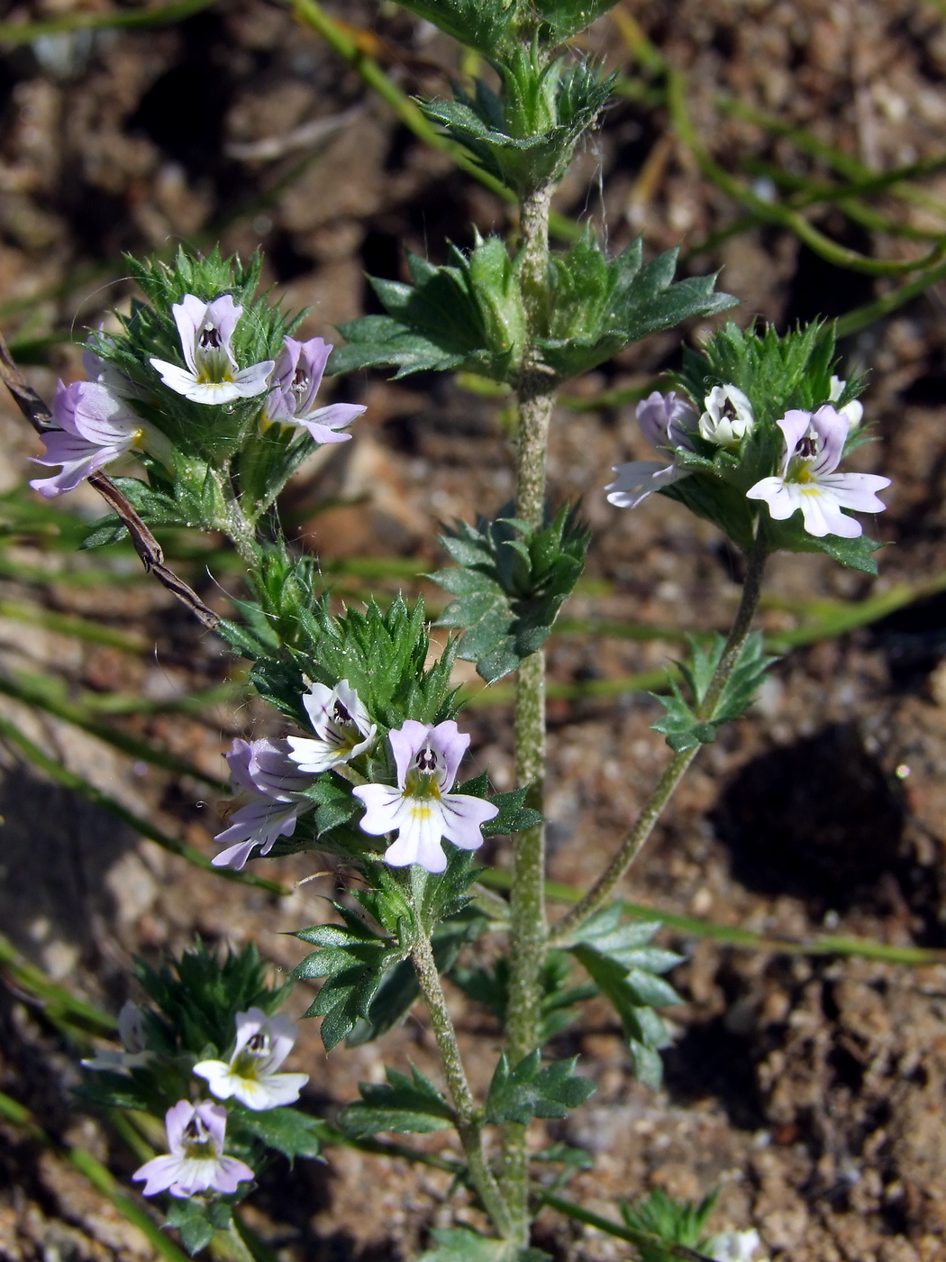 Изображение особи Euphrasia brevipila.