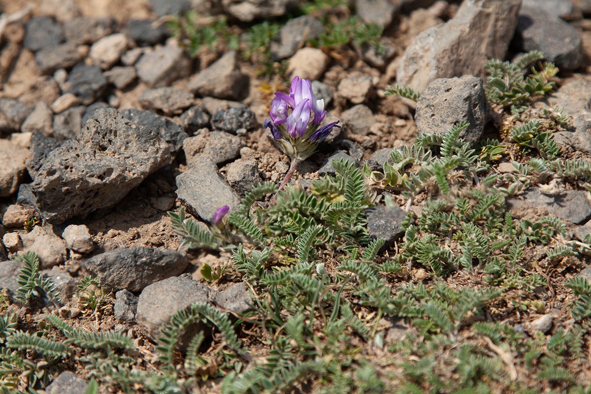 Изображение особи Astragalus incertus.