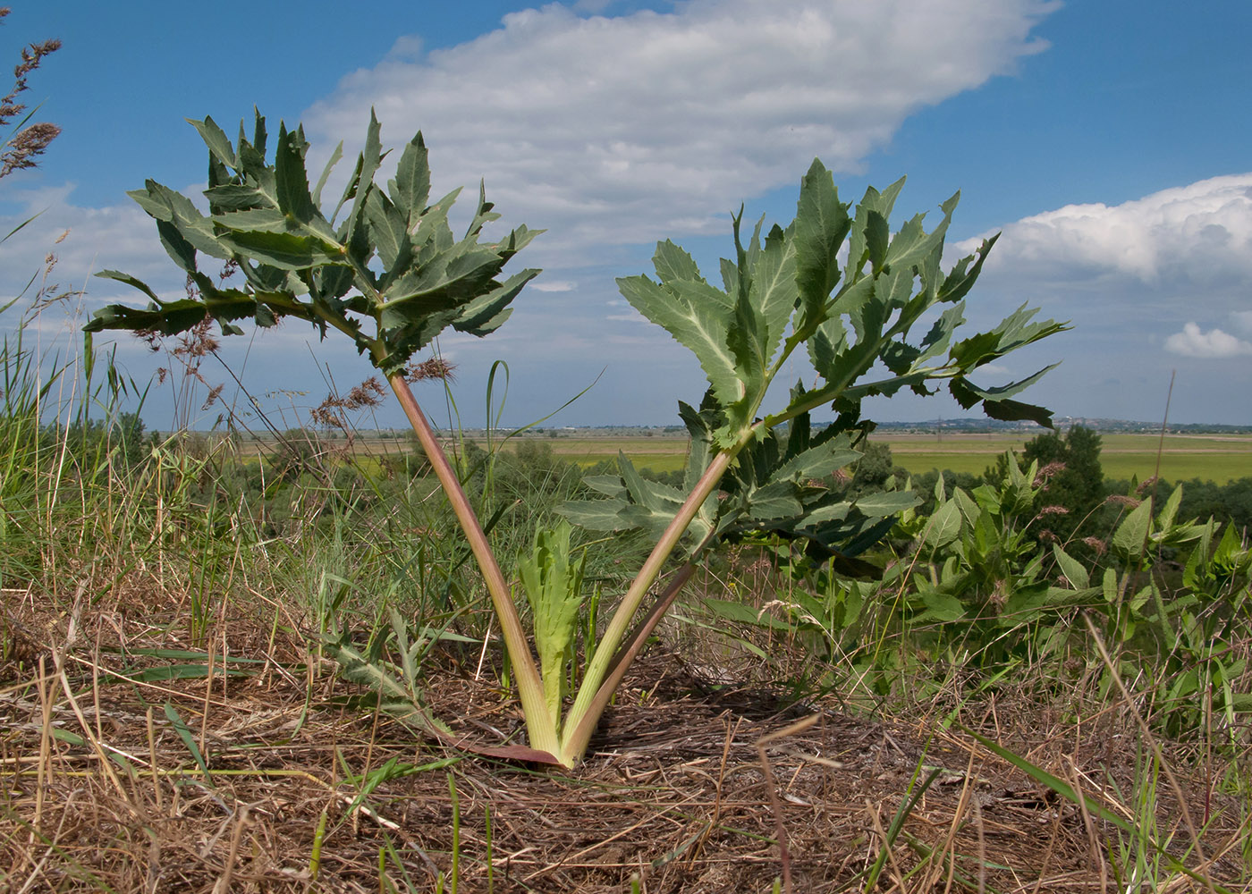 Изображение особи Eryngium campestre.