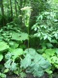 Heracleum ponticum