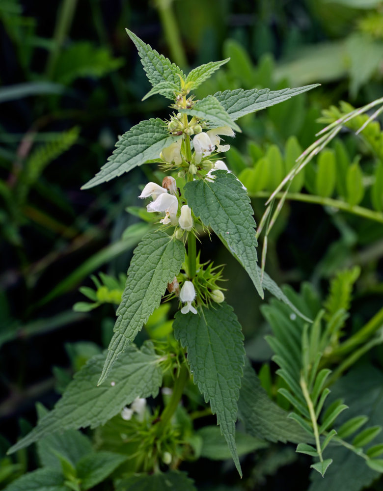 Image of Lamium album specimen.