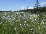 Eriophorum angustifolium