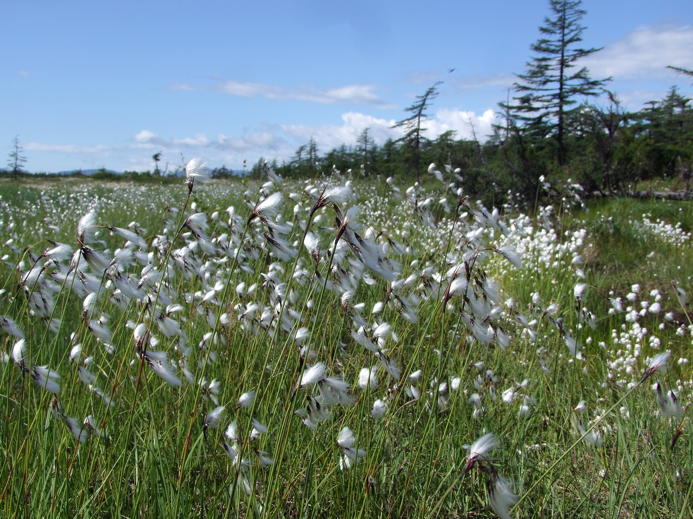 Изображение особи Eriophorum angustifolium.