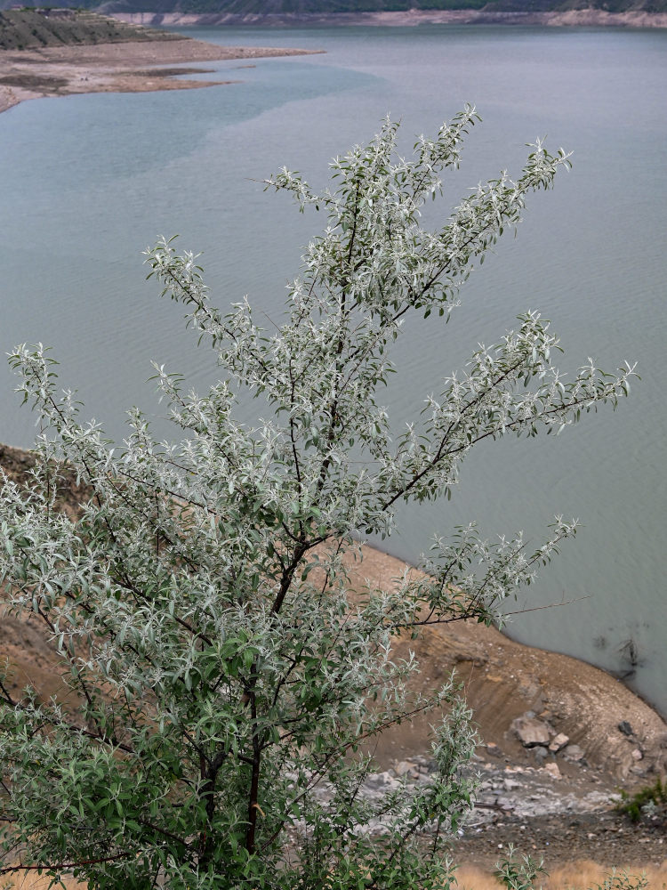 Image of Elaeagnus angustifolia specimen.