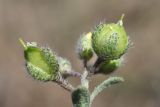 Alyssum smyrnaeum