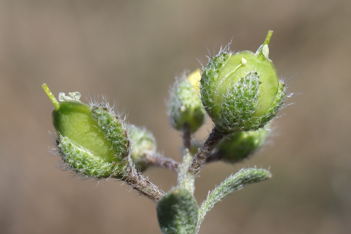 Image of Alyssum smyrnaeum specimen.
