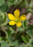 Oxalis corniculata. Цветок. Израиль, г. Яффо, сорное. 06.04.2024.