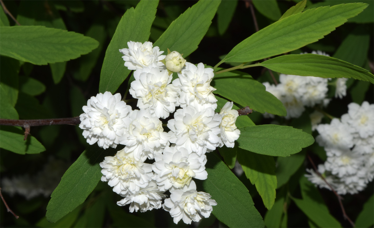 Image of Spiraea cantoniensis specimen.