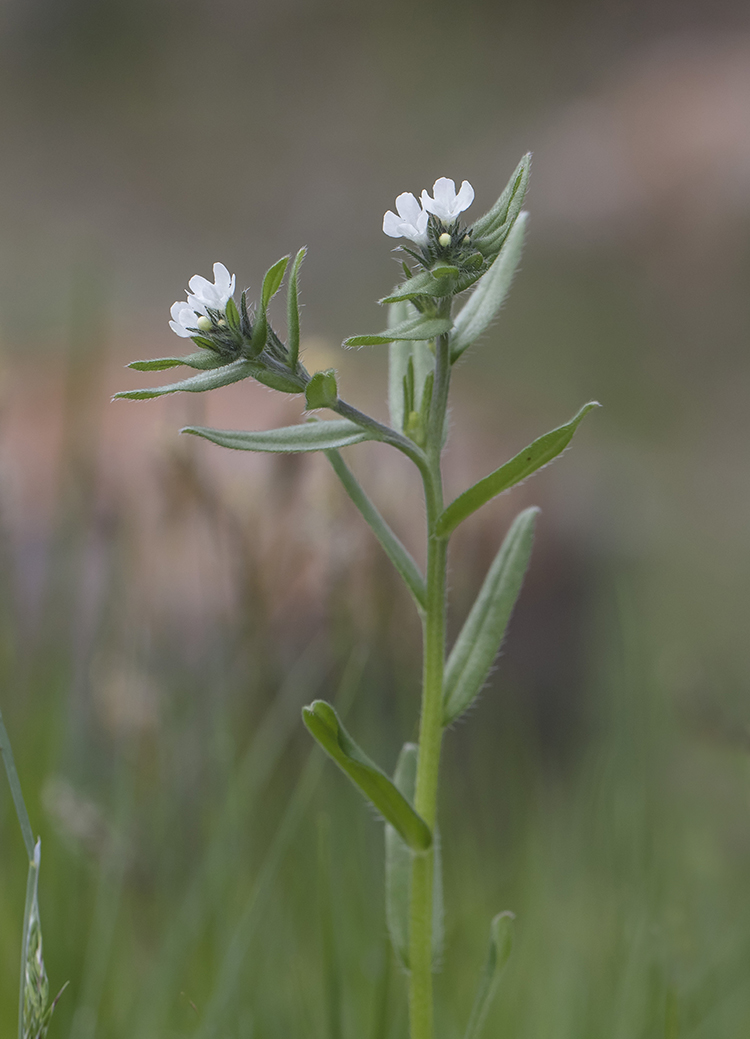 Image of Buglossoides arvensis specimen.