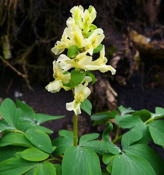 Изображение особи Corydalis marschalliana.