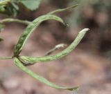 Trigonella arcuata