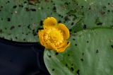 Nuphar lutea
