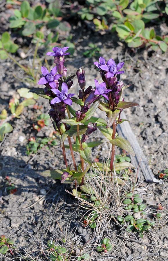 Image of Gentianella auriculata specimen.