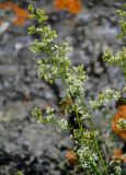 род Galium