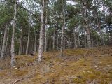 Pinus pallasiana
