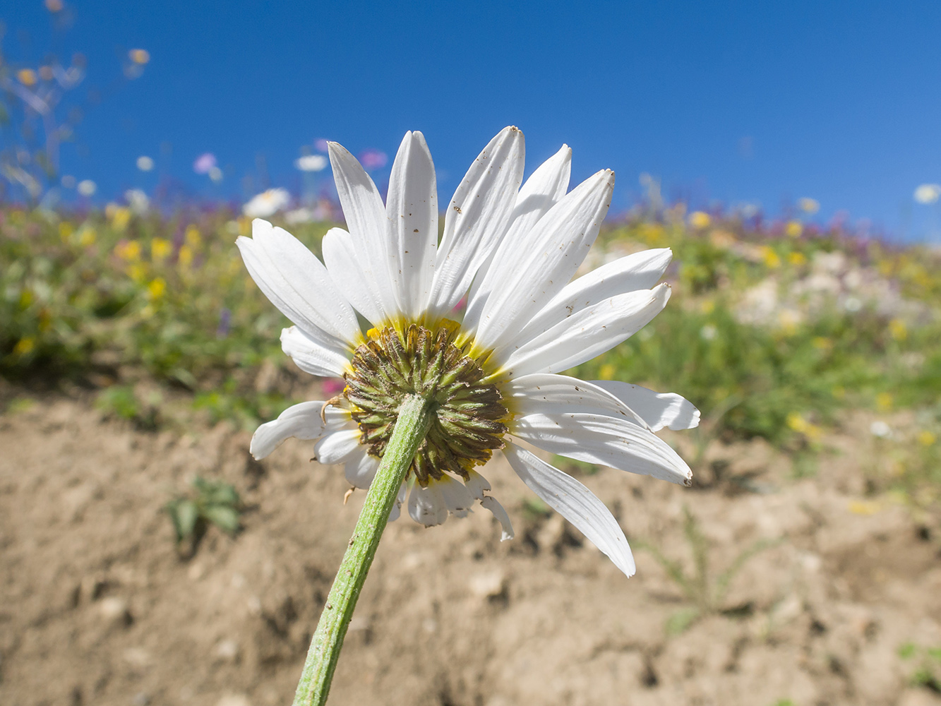Изображение особи Anthemis melanoloma.