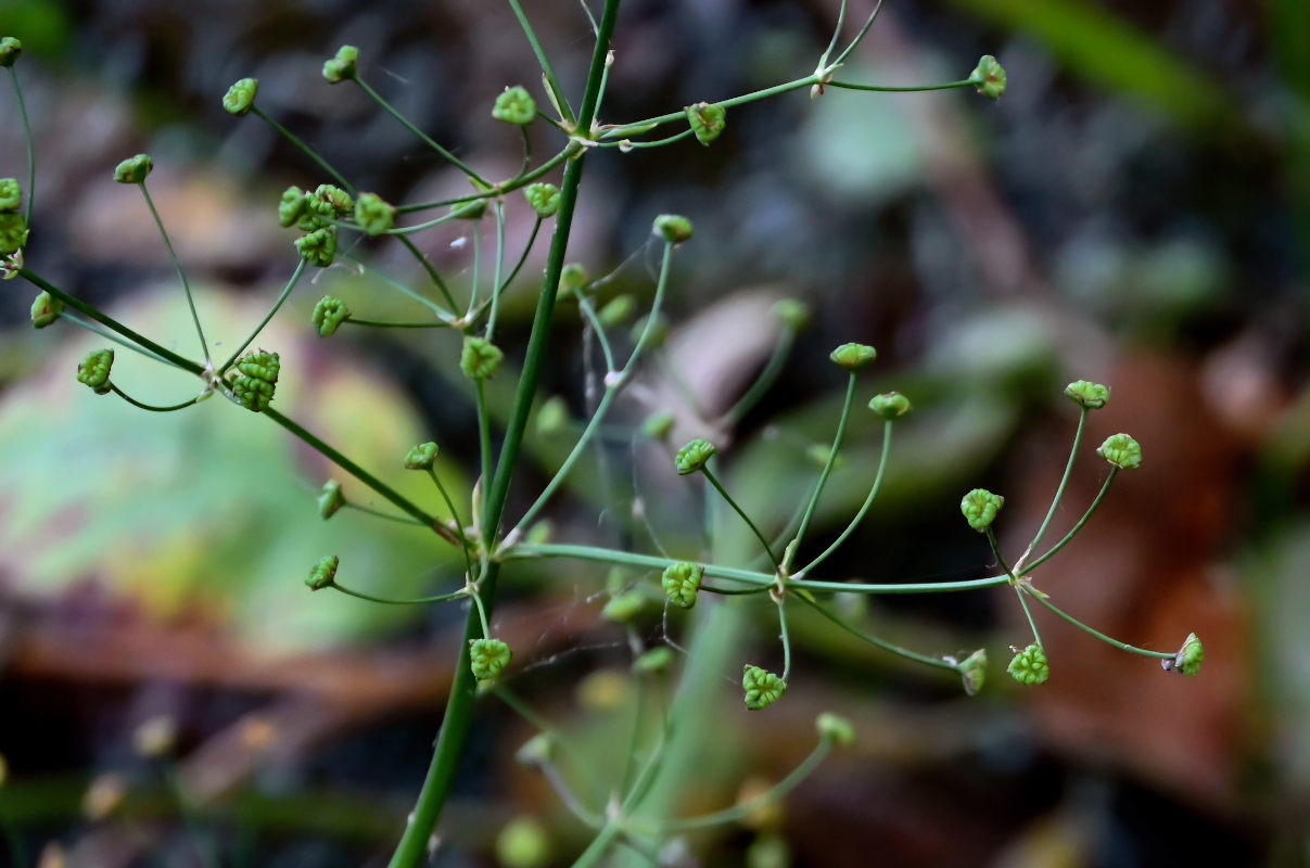 Изображение особи Alisma plantago-aquatica.