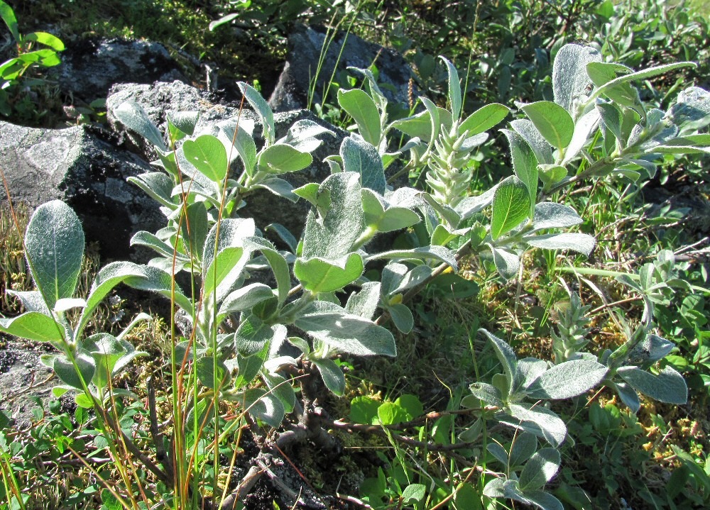 Image of Salix glauca specimen.
