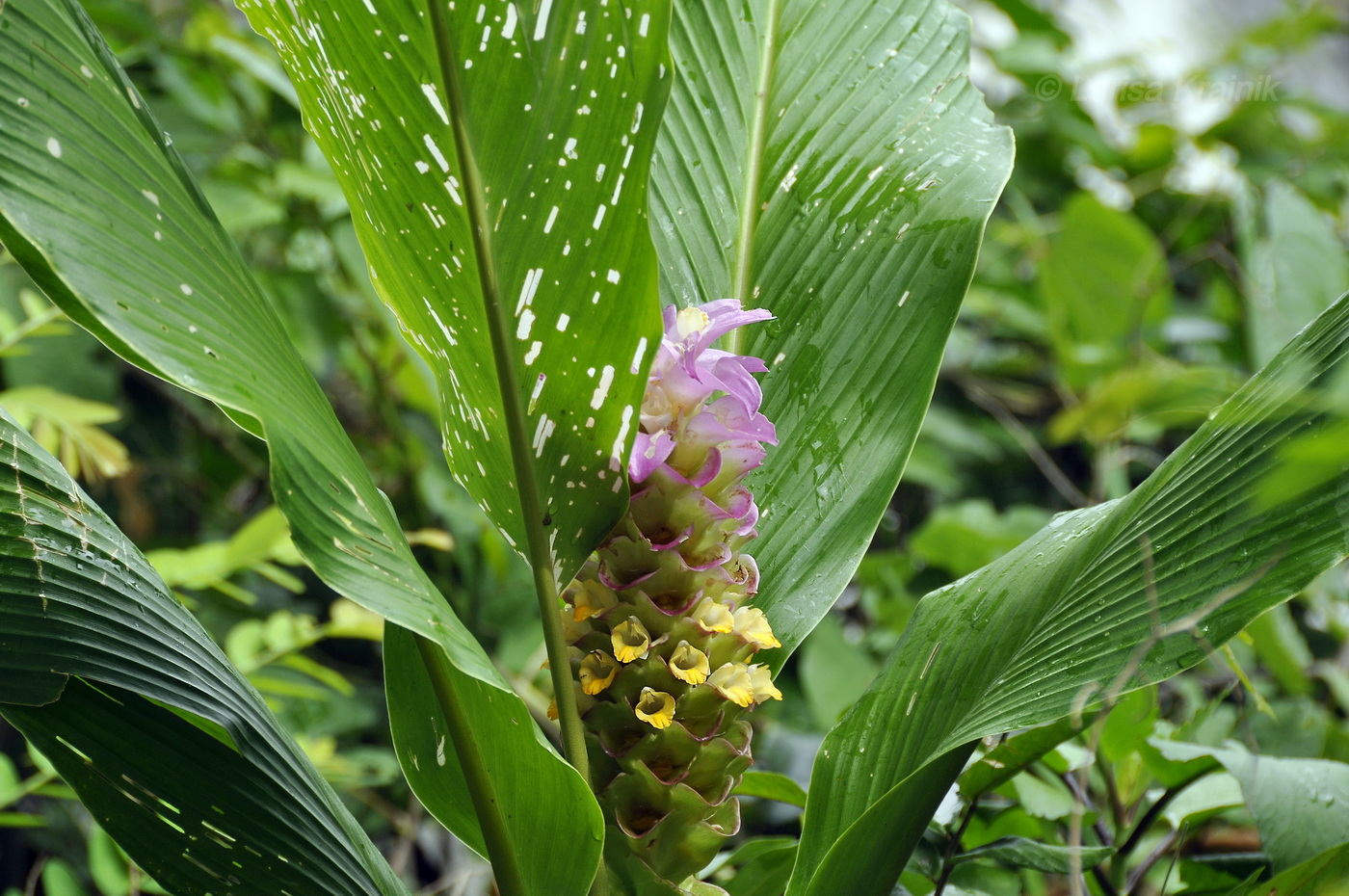 Изображение особи род Curcuma.