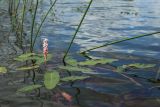 Persicaria amphibia. Цветущее растение в сообществе с Eleocharis palustris. Беларусь, Витебская обл., окр. пос. Езерище, оз. Езерище у западного побережья, прибрежное мелководье. 20.07.2024.