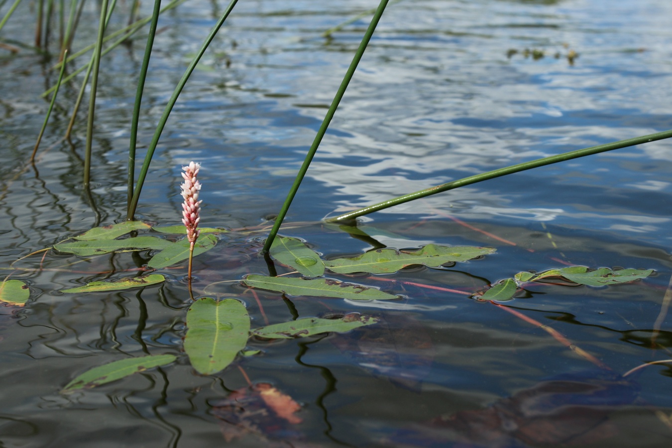 Image of Persicaria amphibia specimen.