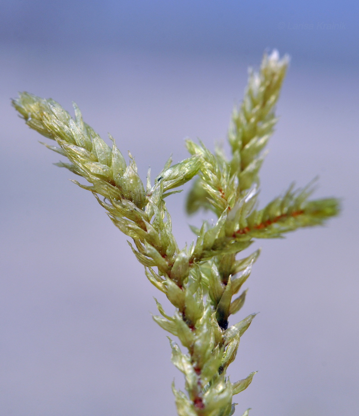 Image of ordo Hypnales specimen.