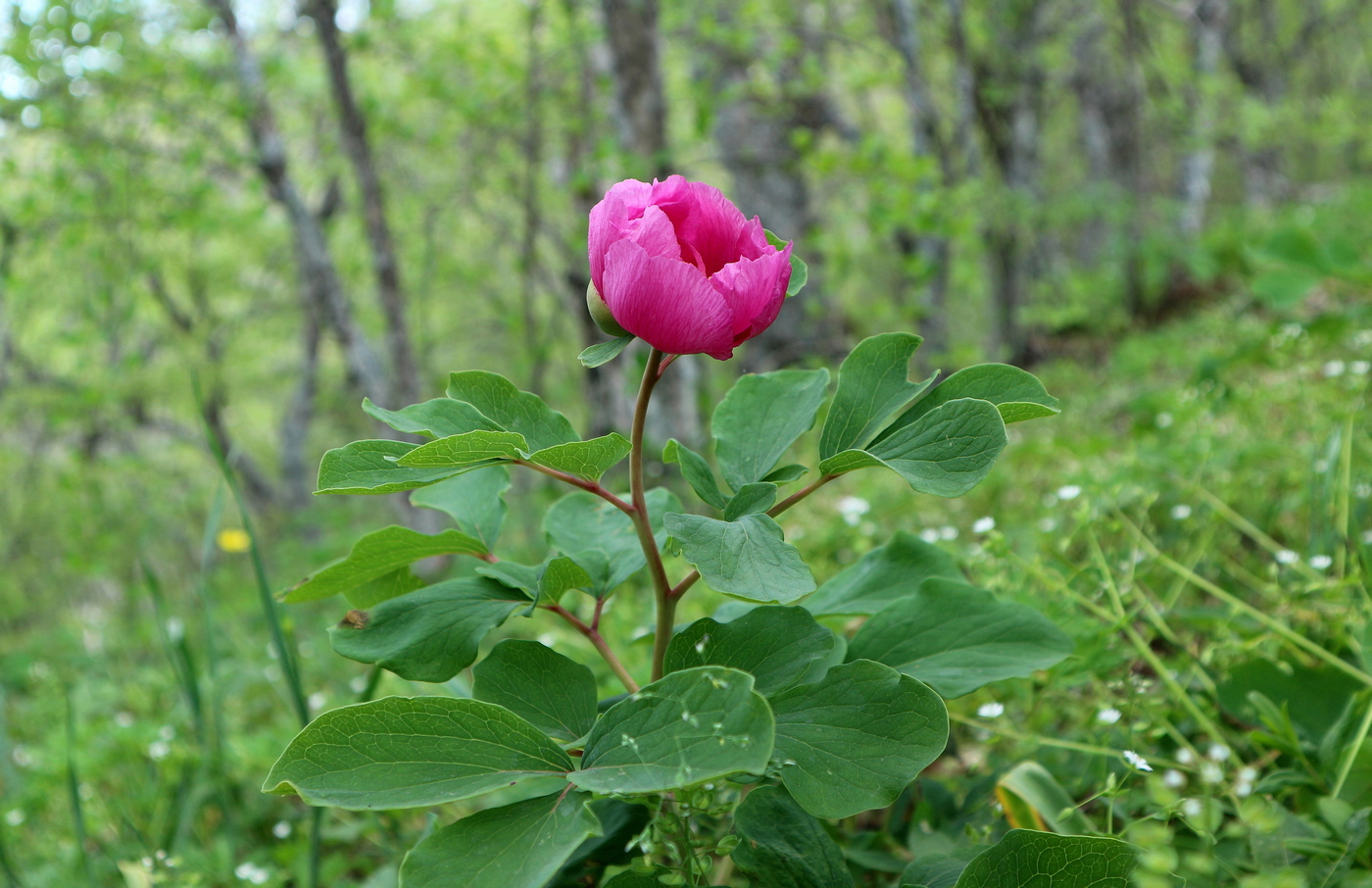 Image of Paeonia daurica specimen.