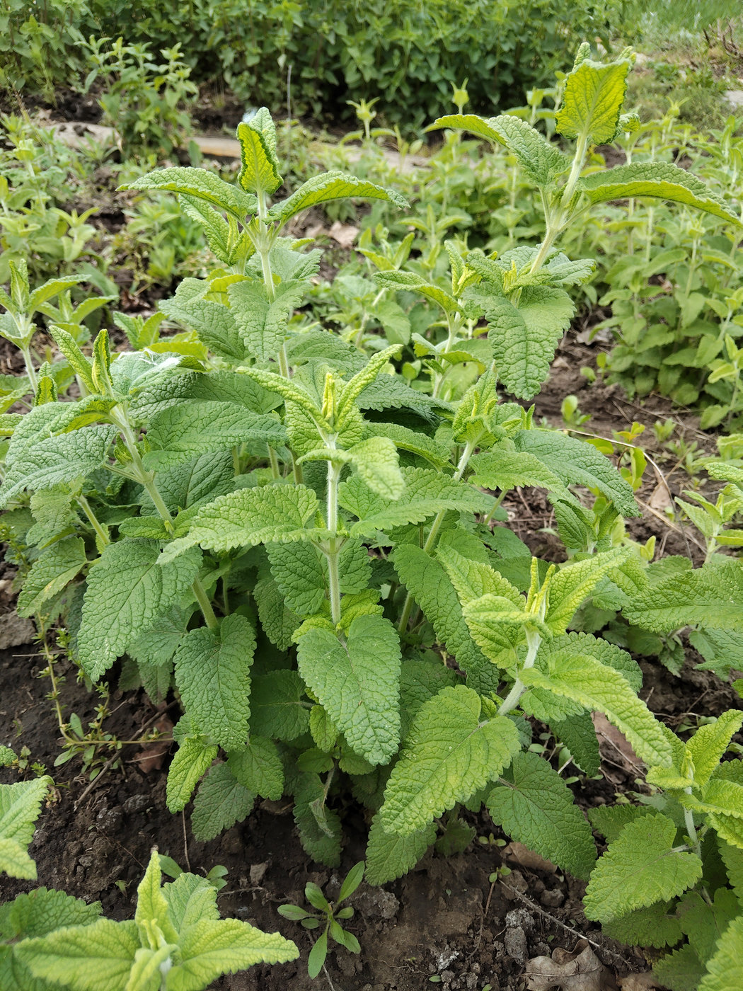 Image of Teucrium hircanicum specimen.