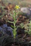 Helianthemum lasiocarpum