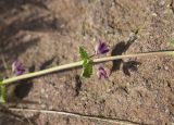 семейство Lamiaceae. Часть побега с отцветшими цветками. Грузия, Самцхе-Джавахети, окр. с. Хертвиси, подножие правого борта долины р. Кура, на склоне. 17 мая 2025 г.