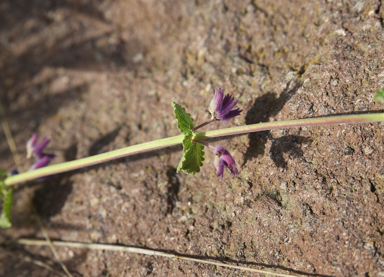 Image of familia Lamiaceae specimen.