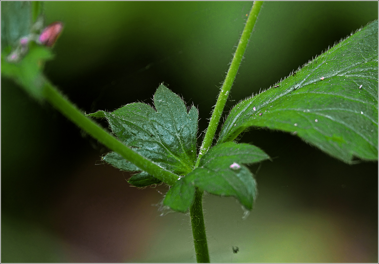 Изображение особи Geum urbanum.