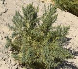 род Chenopodium