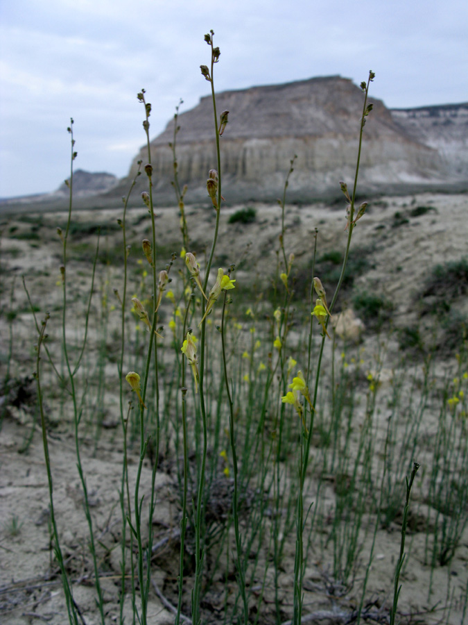 Image of Linaria incompleta specimen.