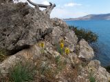 Asphodeline lutea