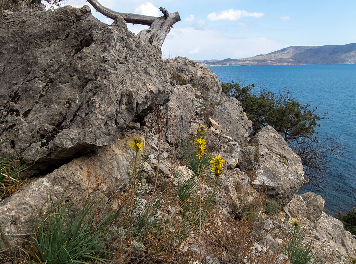 Изображение особи Asphodeline lutea.