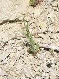 genus Papaver